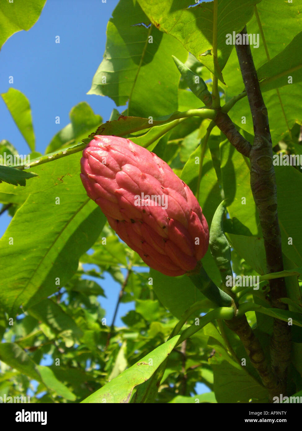 Umbrella Magnolia, Umbrella Tree, Magnolia Parasol (Magnolia tripetala),  mature fruit Stock Photo - Alamy