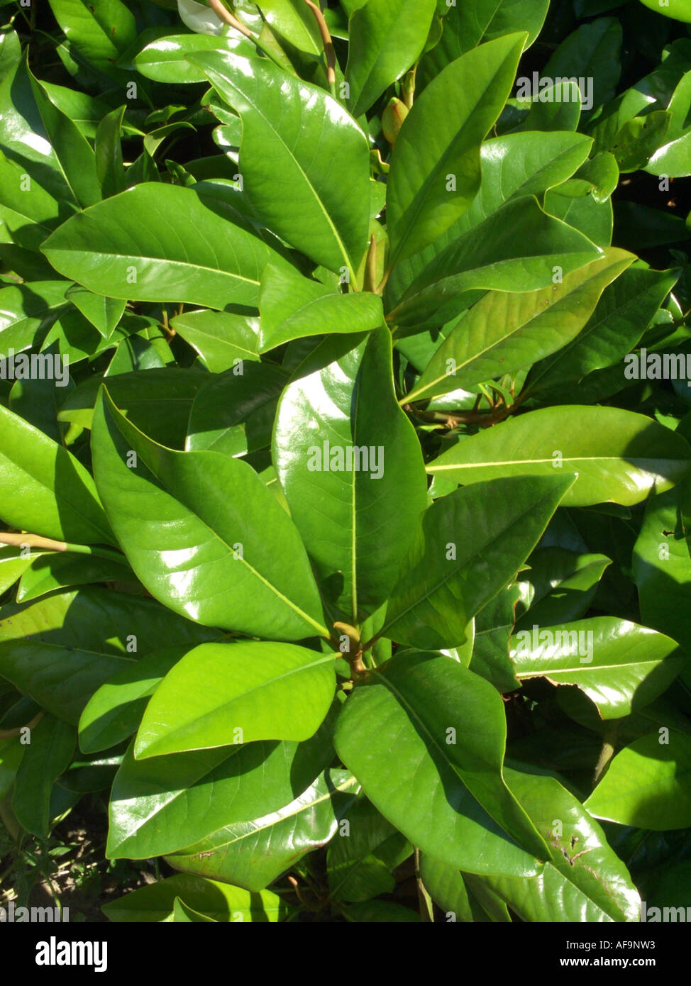 Evergreen magnolia leaves hi-res stock photography and images - Alamy