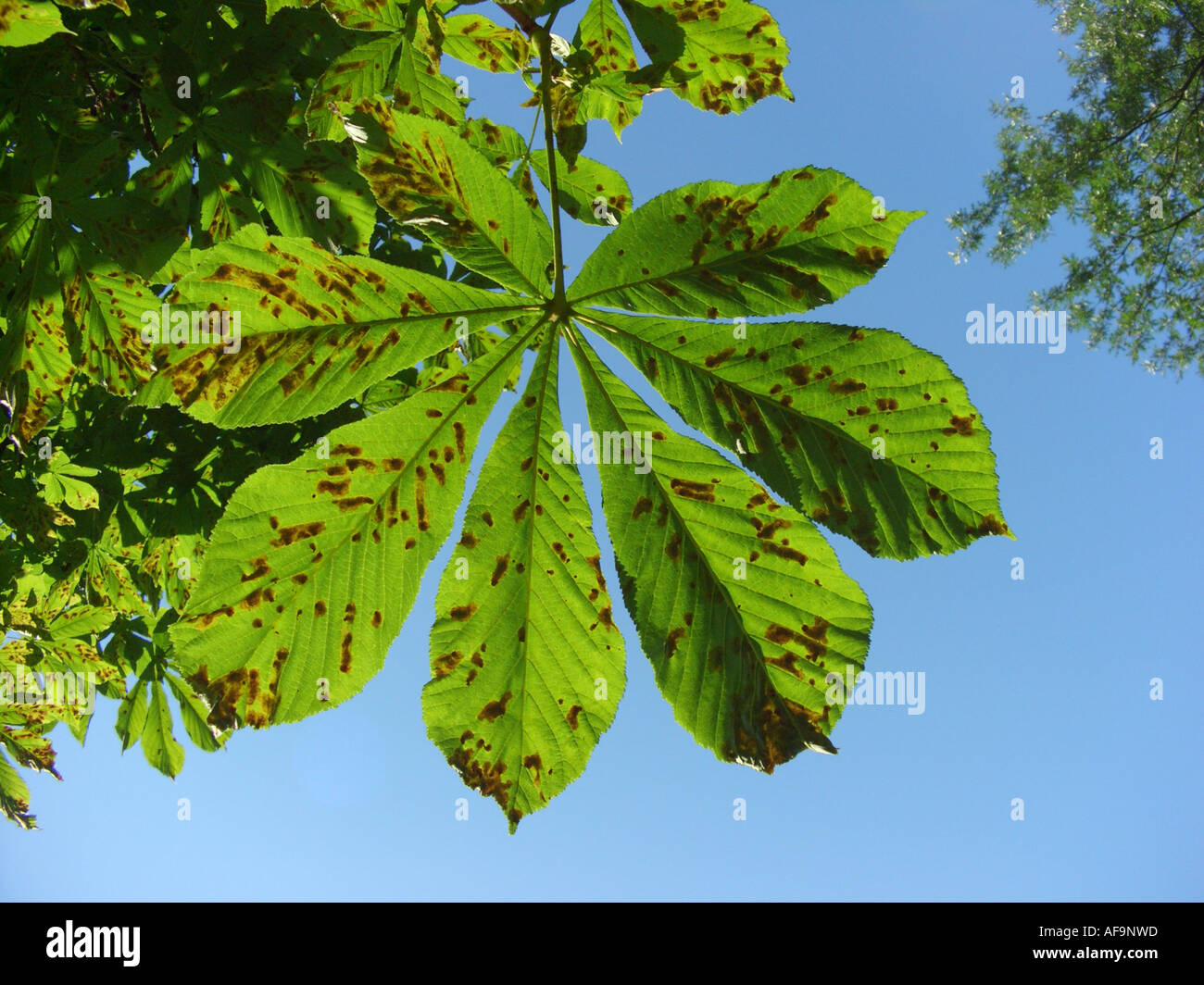 common horse chestnut (Aesculus hippocastanum), desease by horse chestnut leafminer, Cameraria