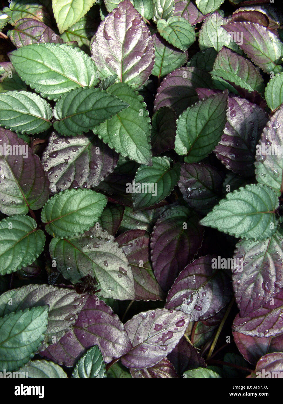 Red Ivy, Red Flame Ivy (Hemigraphis alternata, Hemigraphis colorata), foliage Stock Photo