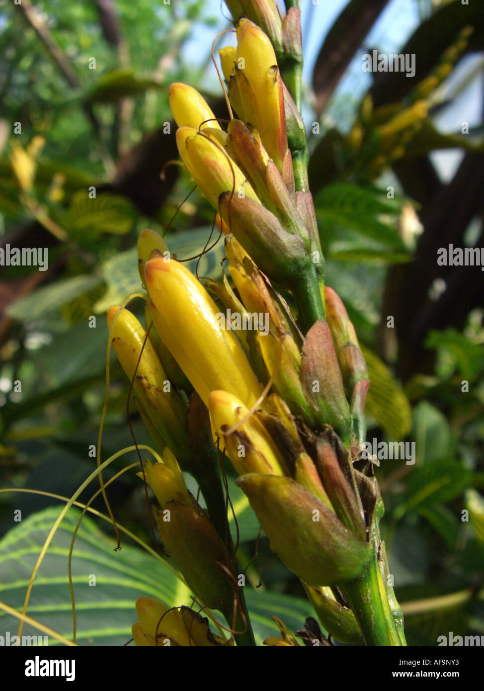 Fire Fingers (Sanchezia nobilis), flowers Stock Photo