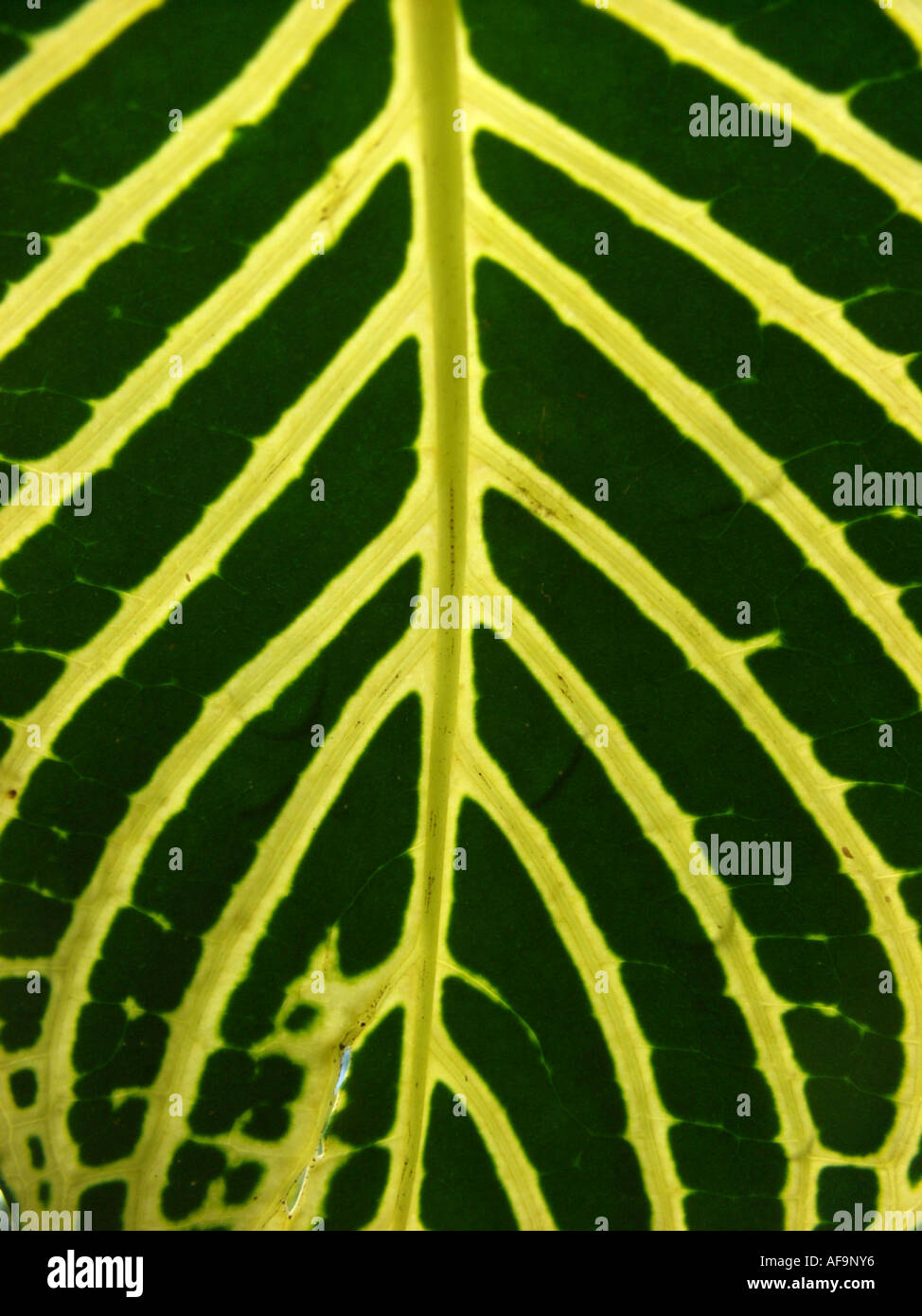 Fire Fingers (Sanchezia nobilis), leaf cutout in backlight Stock Photo
