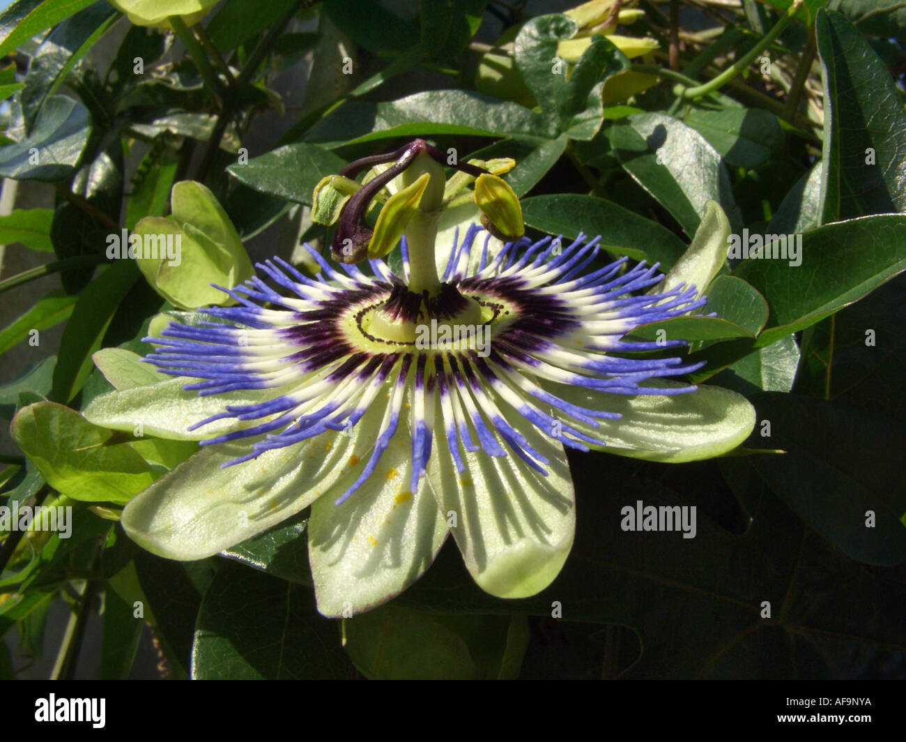 Blue Passionflower (Passiflora caerulea), flower Stock Photo Alamy