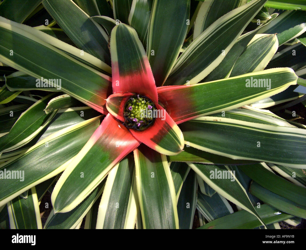 Neoregelia carolinae (Neoregelia carolinae Tricolor), top view at blooming plant Stock Photo