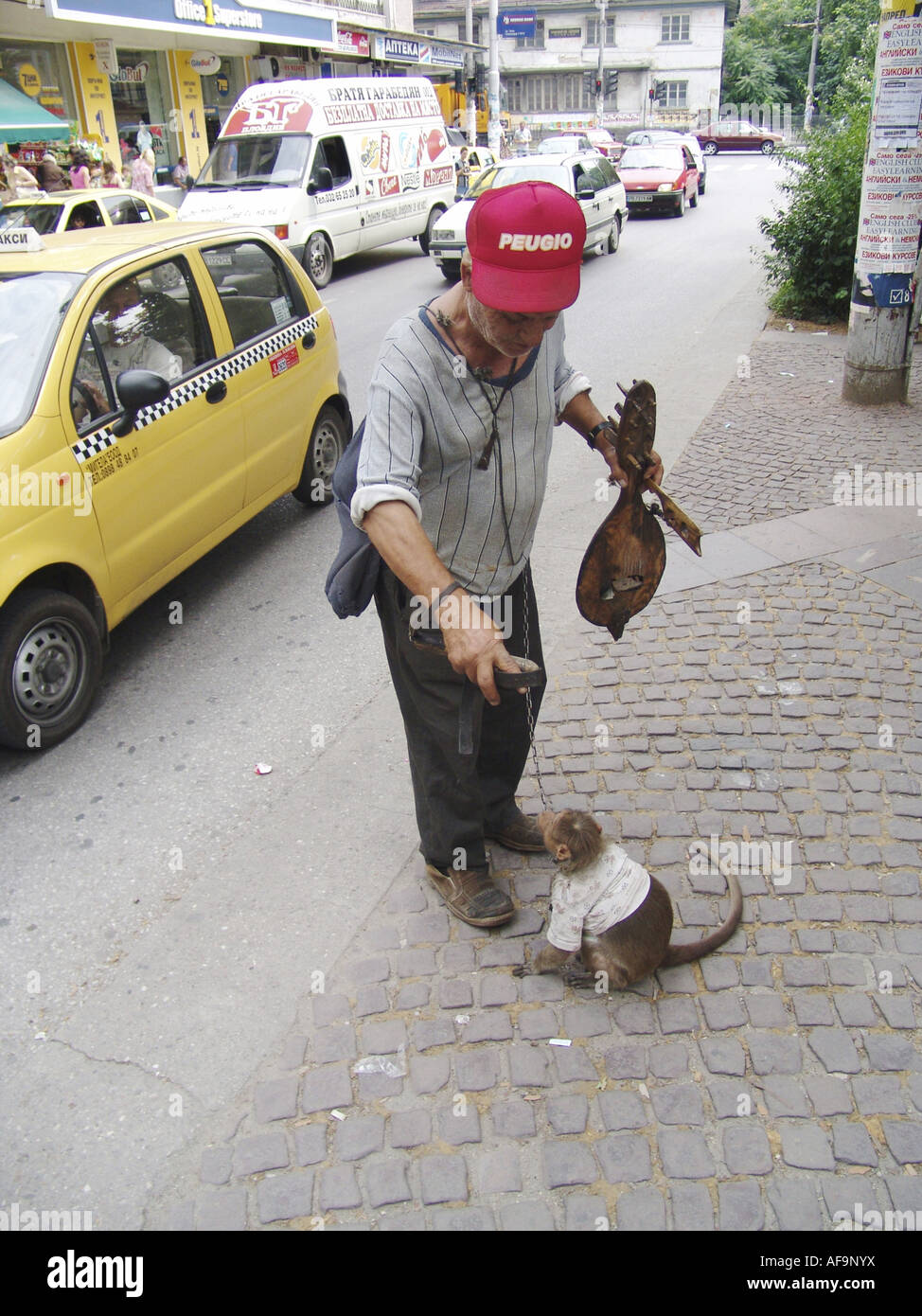 Everyday life of monkeys hires stock photography and images Alamy