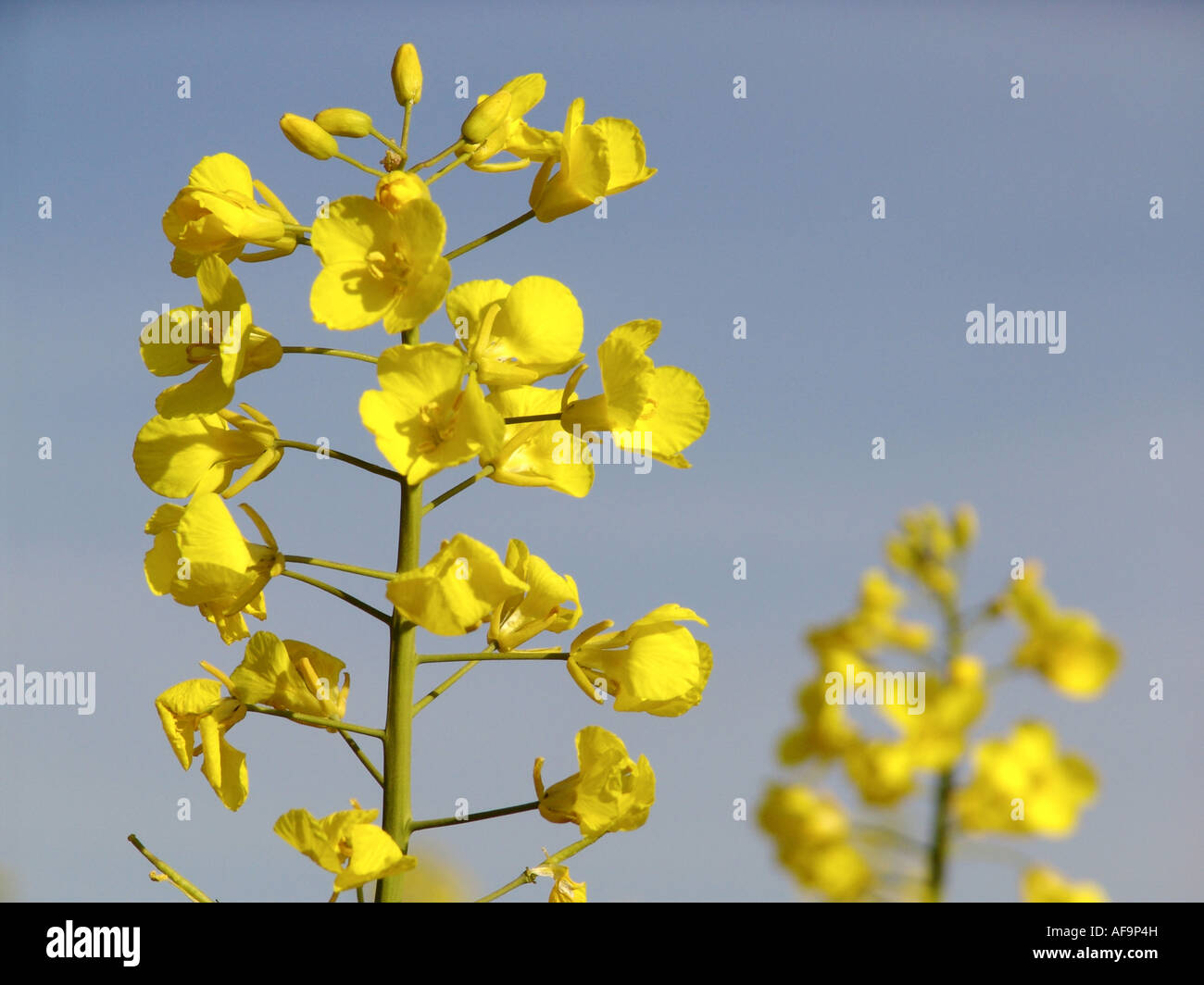 rape, turnip (Brassica napus), blooming, Germany Stock Photo Alamy