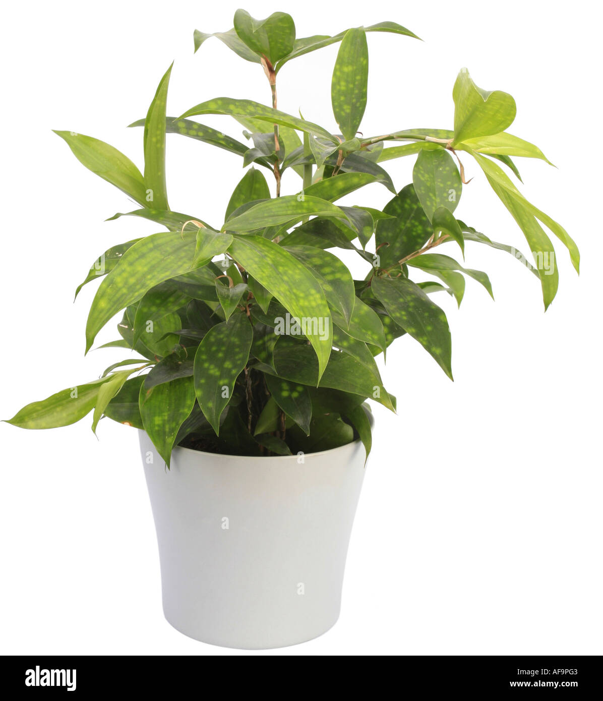 Dold Dust Dracaena (Dracaena surculosa), plant in a white pot Stock Photo