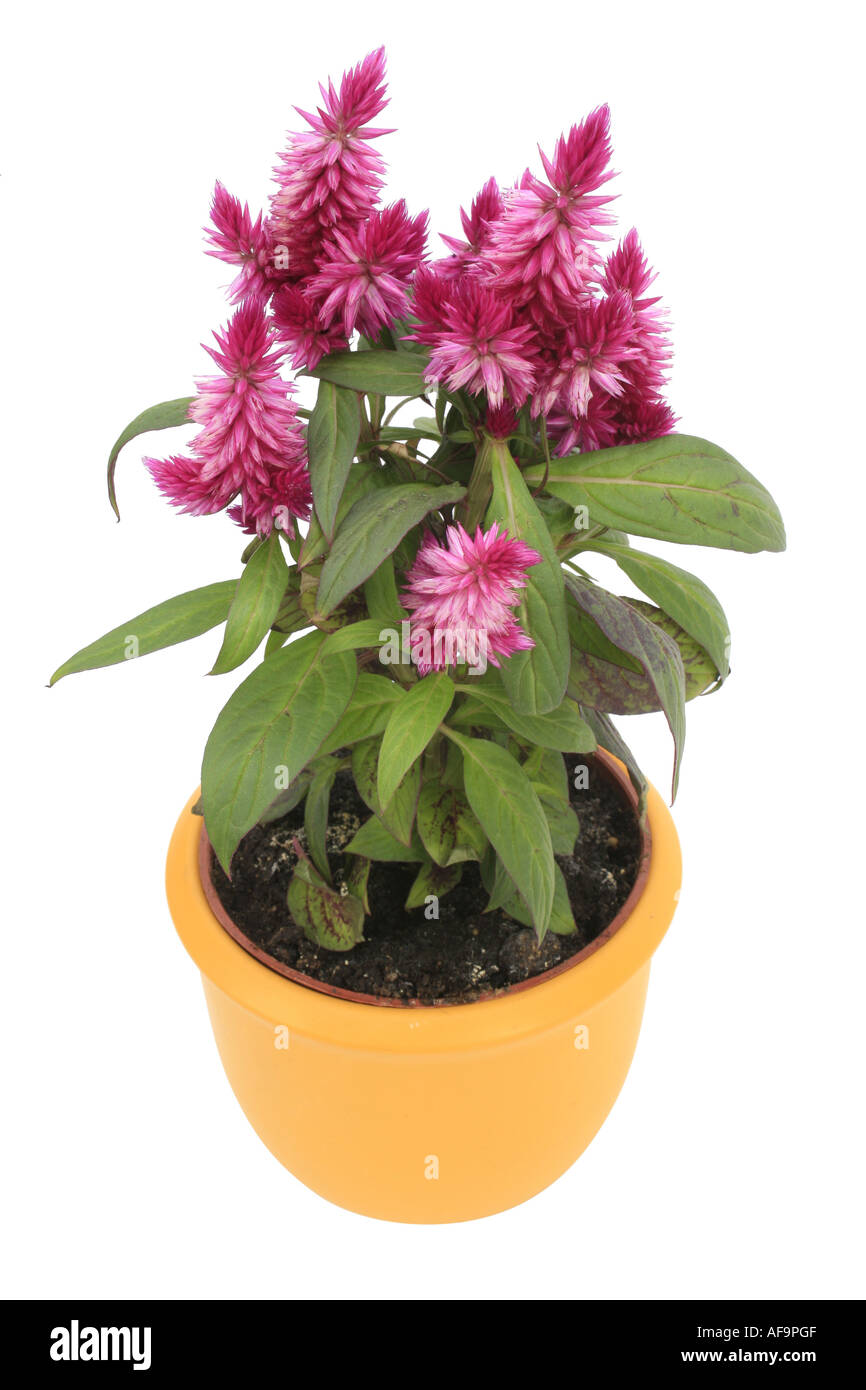 scilla violacea plant Silver Squill Scilla Violacea Succulent for Sale Care Guide main image 0