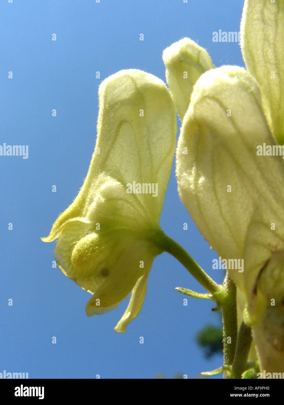 yellow wolfsbane (Aconitum lycoctonum ssp. vulparia, Aconitum vulparia), flower against blue sky Stock Photo