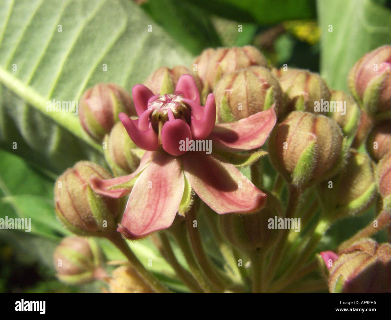 common milkweed, purple silkweed (Asclepias syriaca), flower Stock Photo