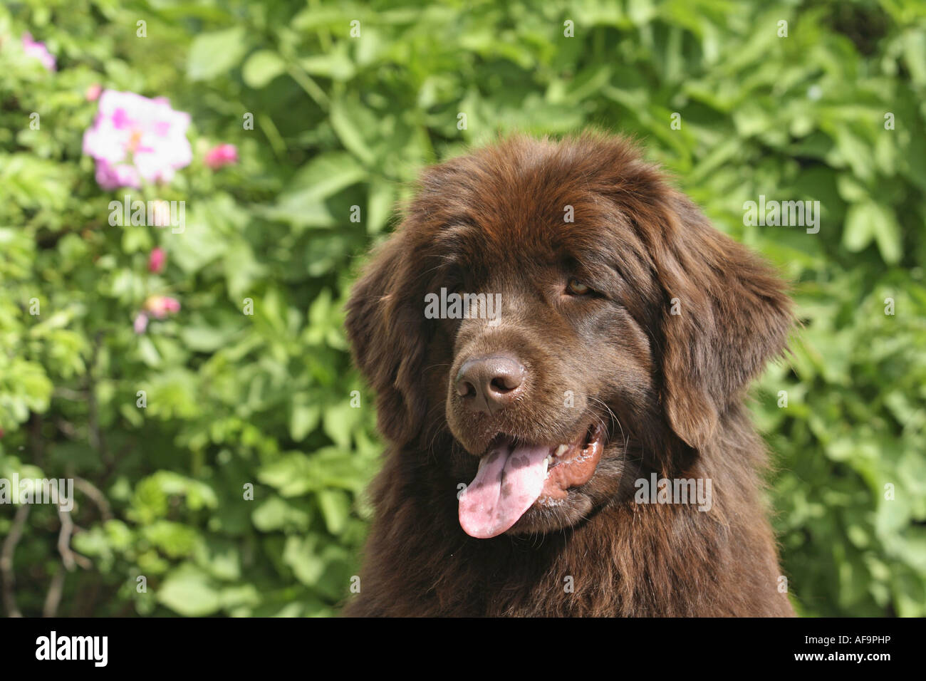 Newfoundland sheepdog hotsell