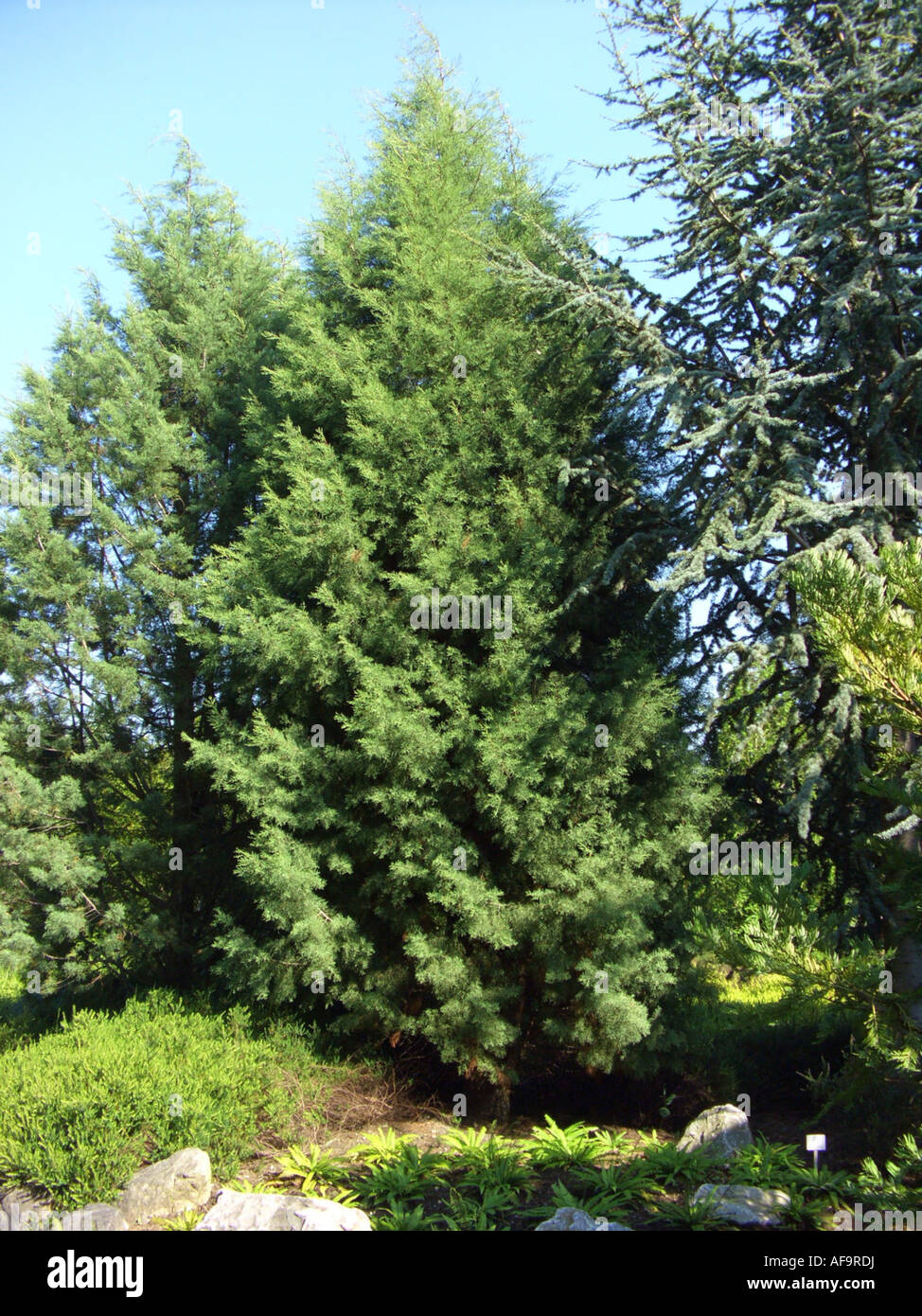 Modoc Cypress, Siskiyou Cypress, Baker Cypress (Cupressus bakeri), two individuals in a park Stock Photo