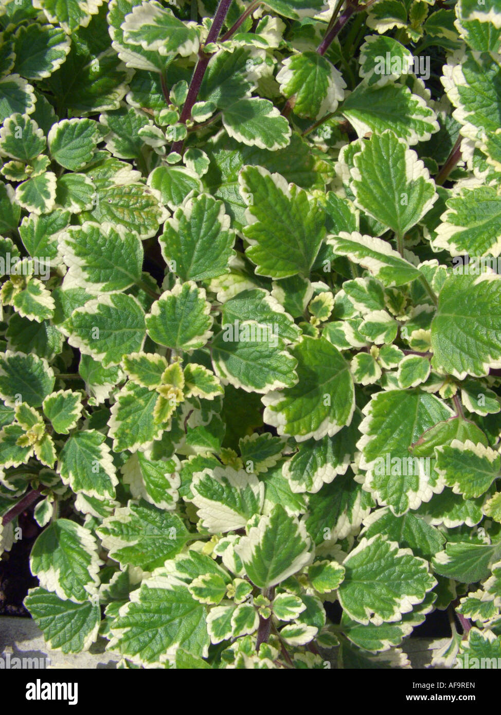White-Edged Swedish Ivy (Plectranthus coleoides 'Marginatus', Plectranthus coleoides Marginatus, Plectranthus forsteri Marginat Stock Photo