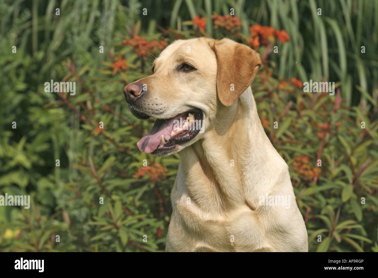 Labrador Retriever (Canis lupus f. familiaris), portrait in the garden ...