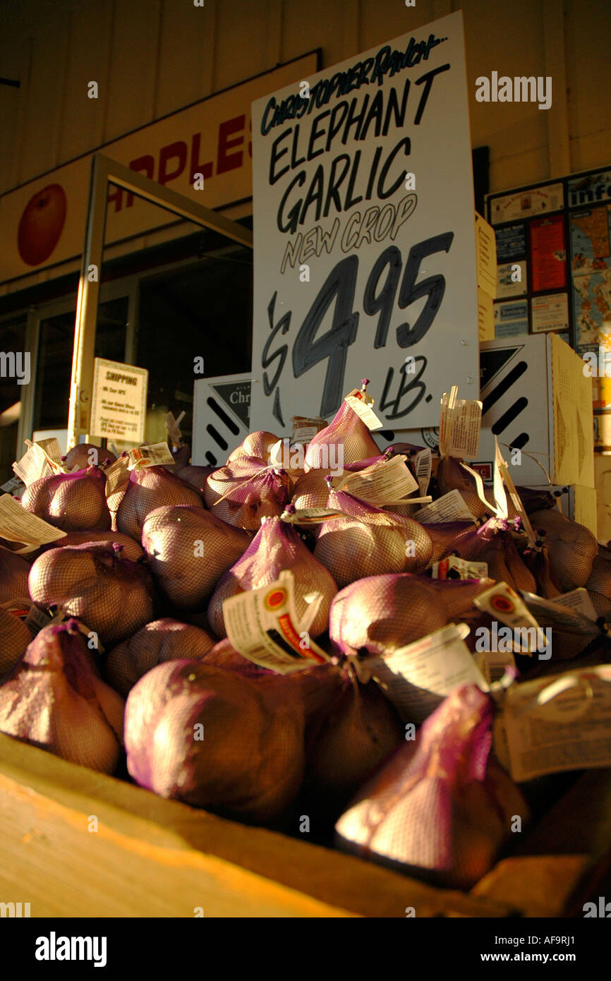 Piles and piles of "elephant garlic" on sale in Gilroy, California