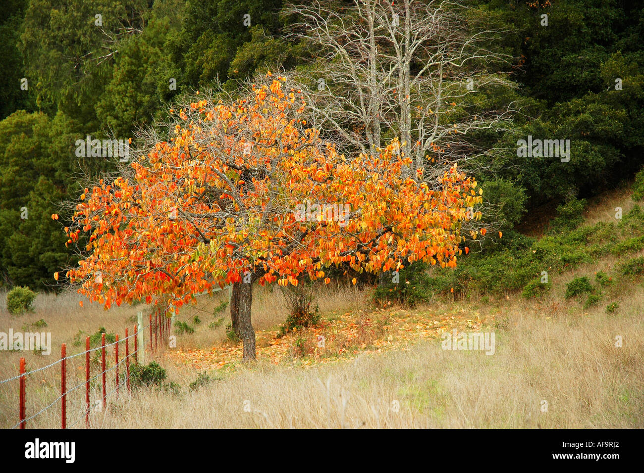 Small tree bearing brilliantly colored leaves in the autumn, in a meadow before a green hill Stock Photo