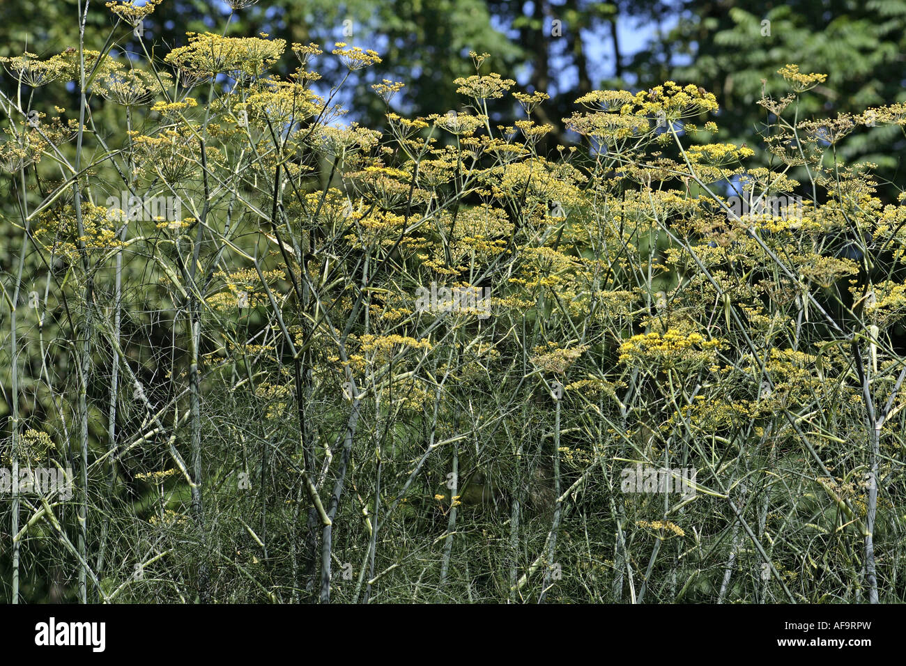 sweet fennel (Foeniculum vulgare, foeniculum), inflorescences