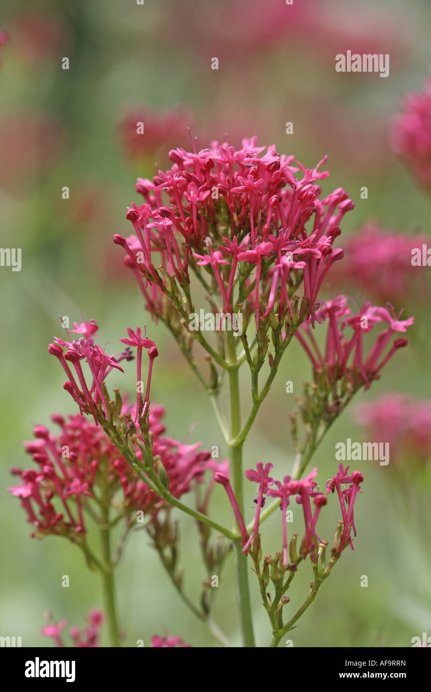 red valerian (Centranthus ruber), blooming Stock Photo