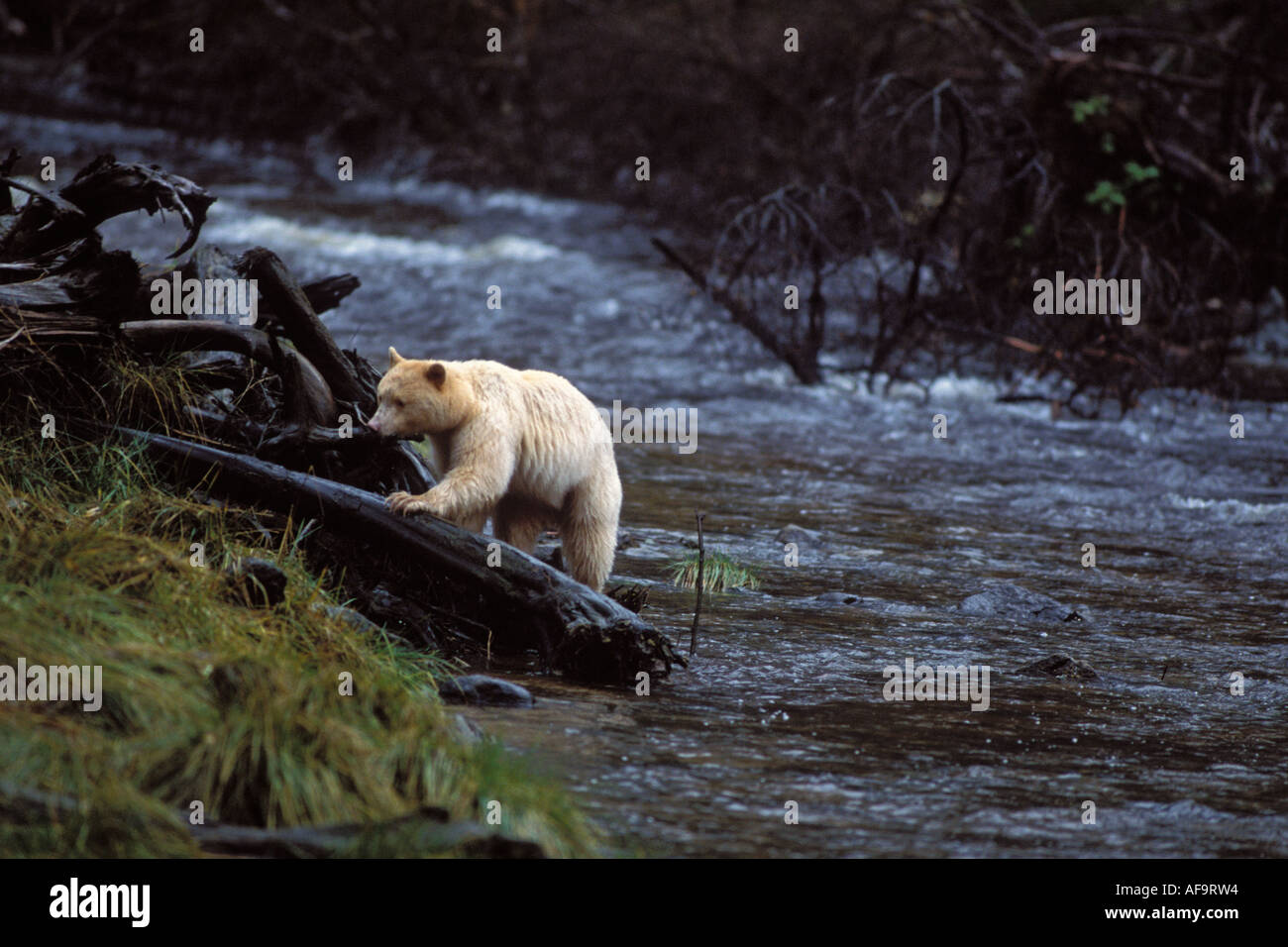 SPIRIT BEAR main image 1