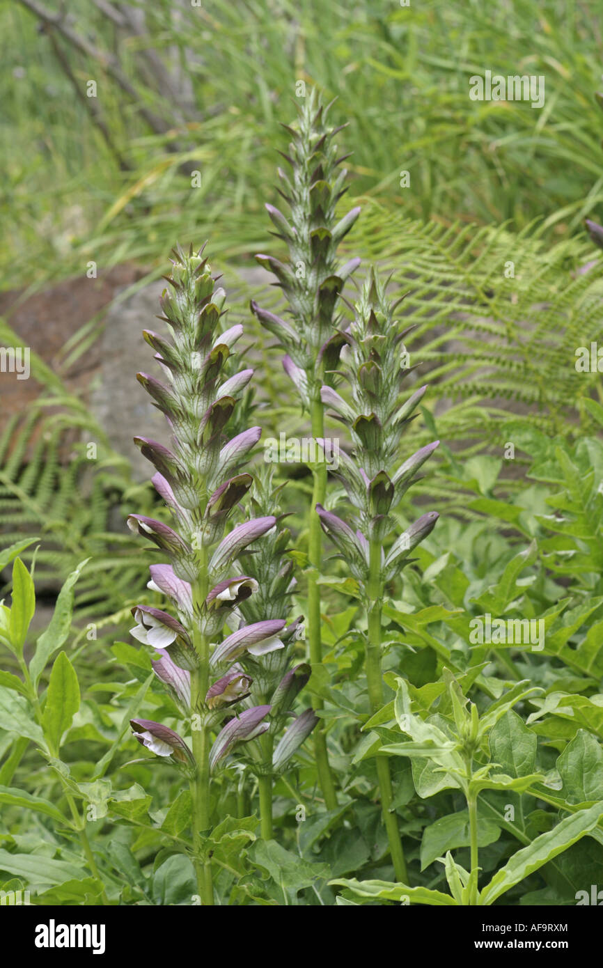 bears breech (Acanthus mollis), blooming Stock Photo - Alamy