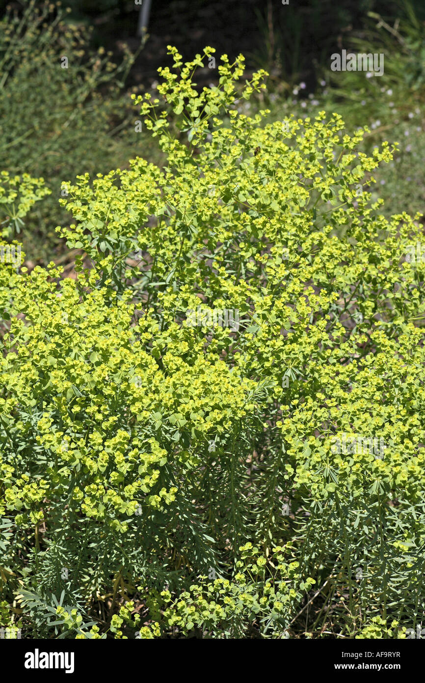 Spurge, Seguier's Spurge (Euphorbia seguieriana), blooming Stock Photo