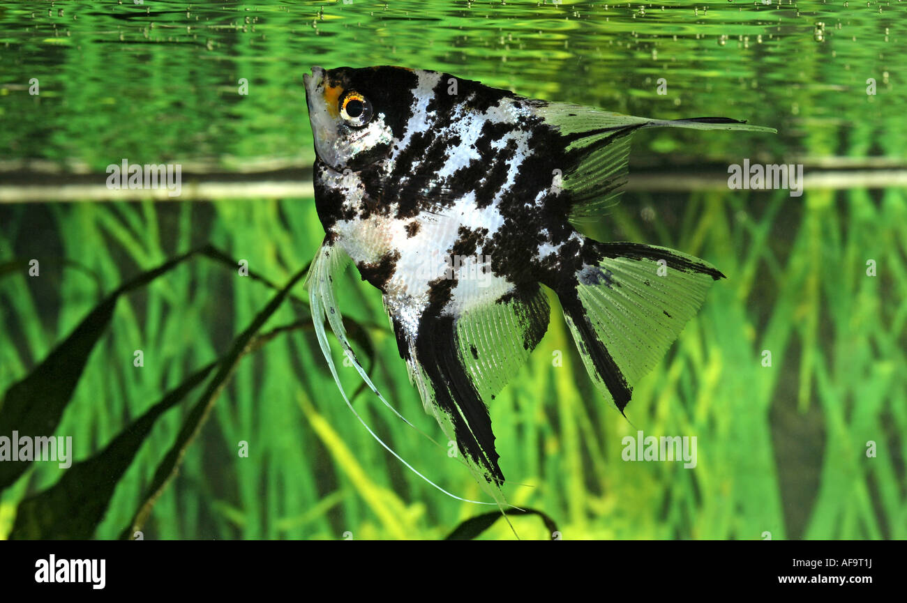 freshwater angelfish, longfin angel fish, black angelfish, scalare