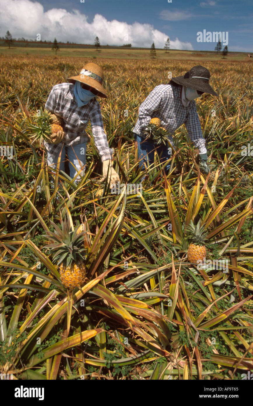 Hawaii,Hawaiian Islands,Lanai Filipinos harvest pineapples field by