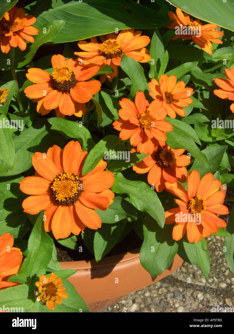 Orange star zinnia (Zinnia haageana 'Profusion Orange', Zinnia haageana Profusion Orange), blooming Stock Photo