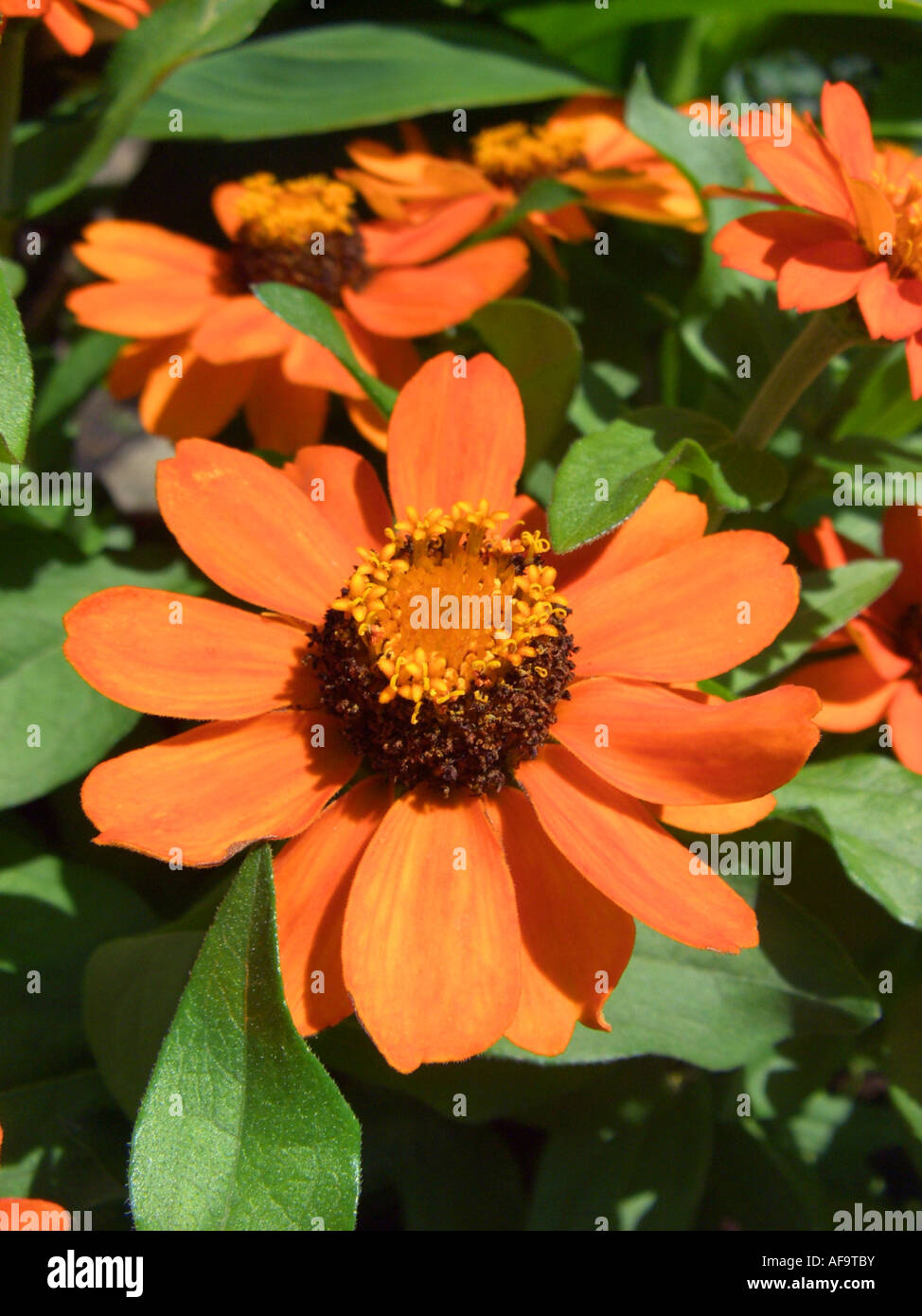 Orange star zinnia (Zinnia haageana 'Profusion Orange', Zinnia haageana Profusion Orange), inflorescence Stock Photo