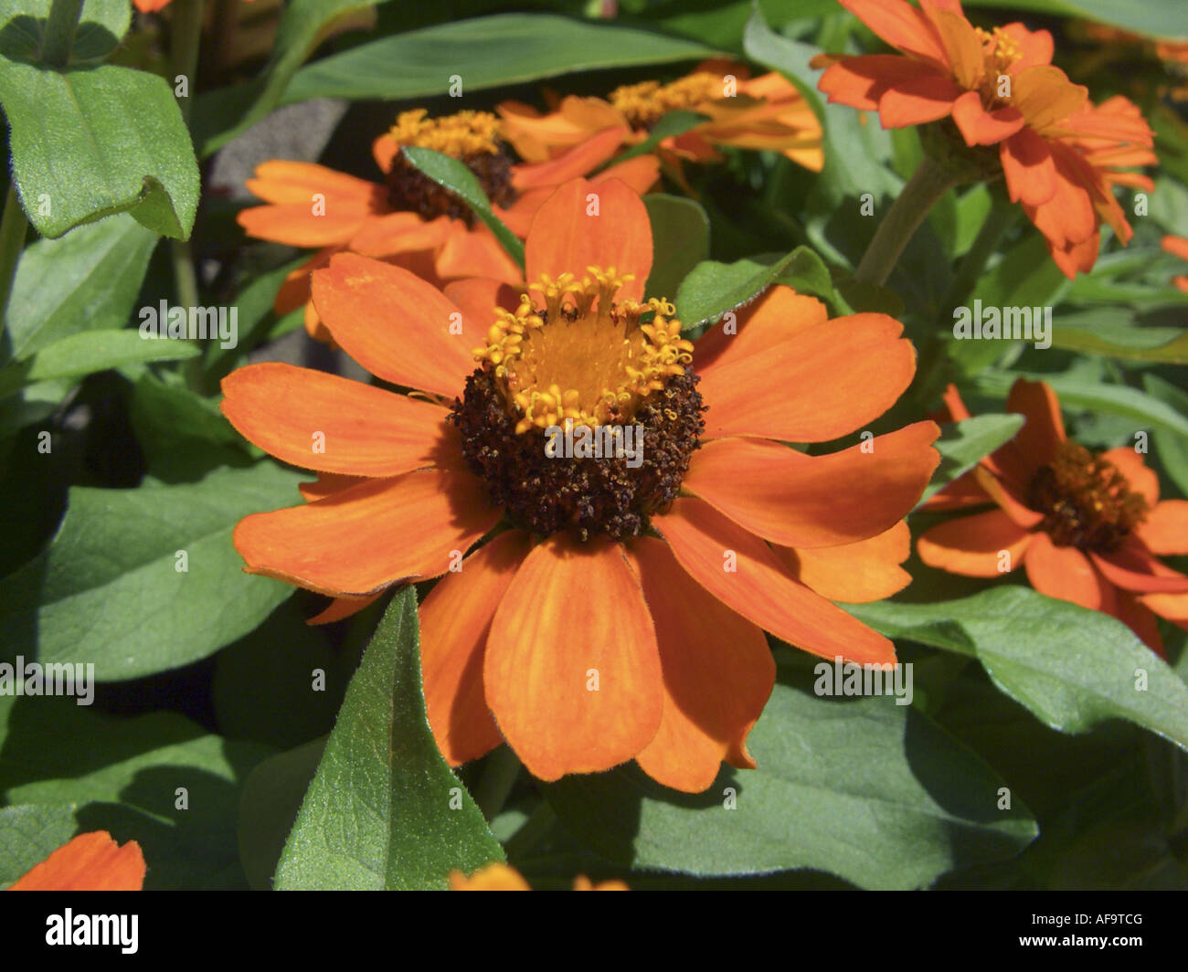 Orange star zinnia (Zinnia haageana 'Profusion Orange', Zinnia haageana Profusion Orange), inflorescence Stock Photo