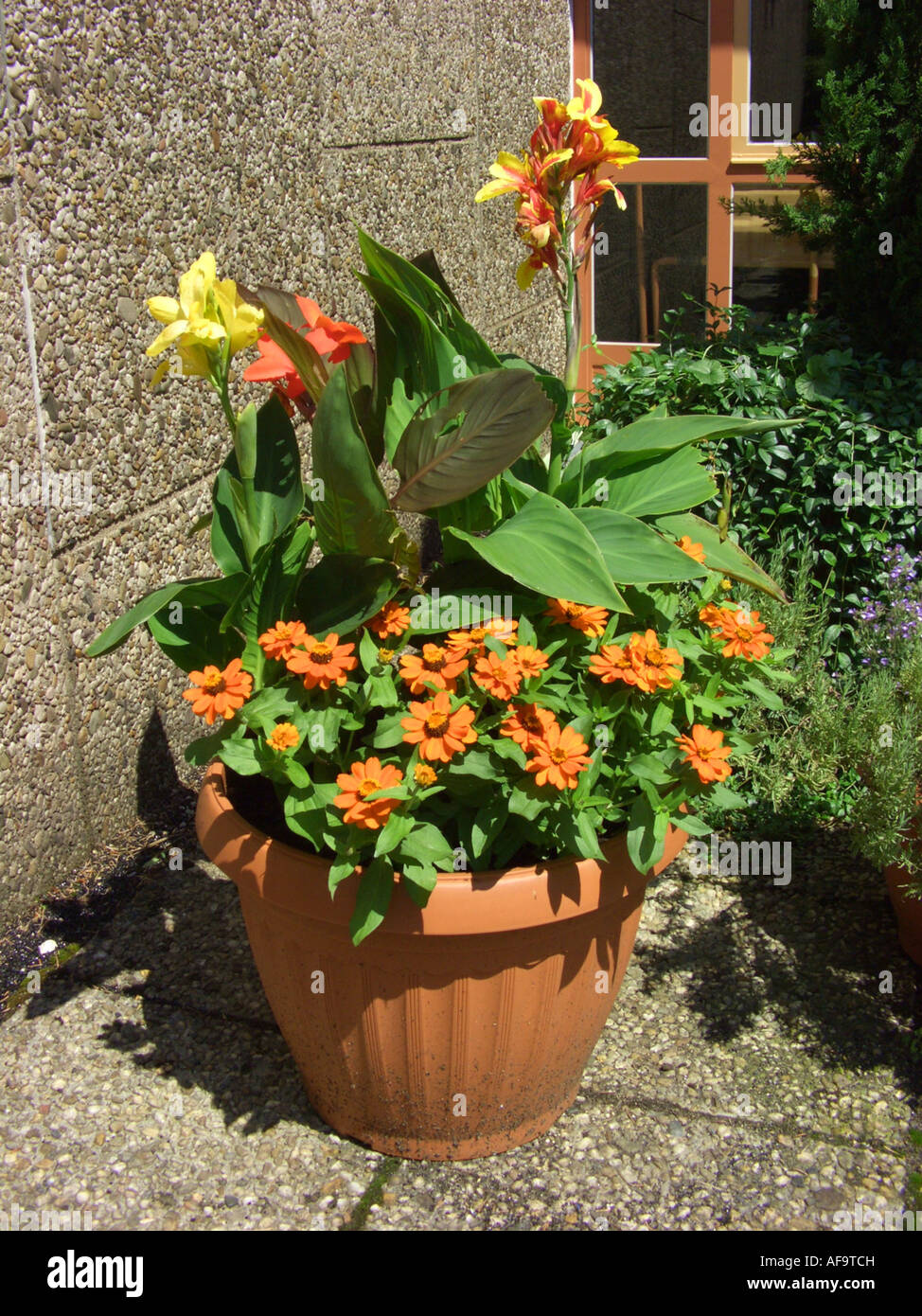 plant container at a front door with Canna and Orange Zinnia Stock Photo