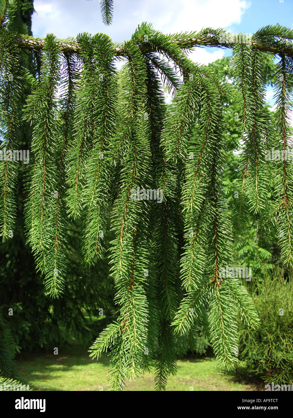 Norway spruce (Picea abies 'Cranstonii', Picea abies Cranstonii), branch Stock Photo