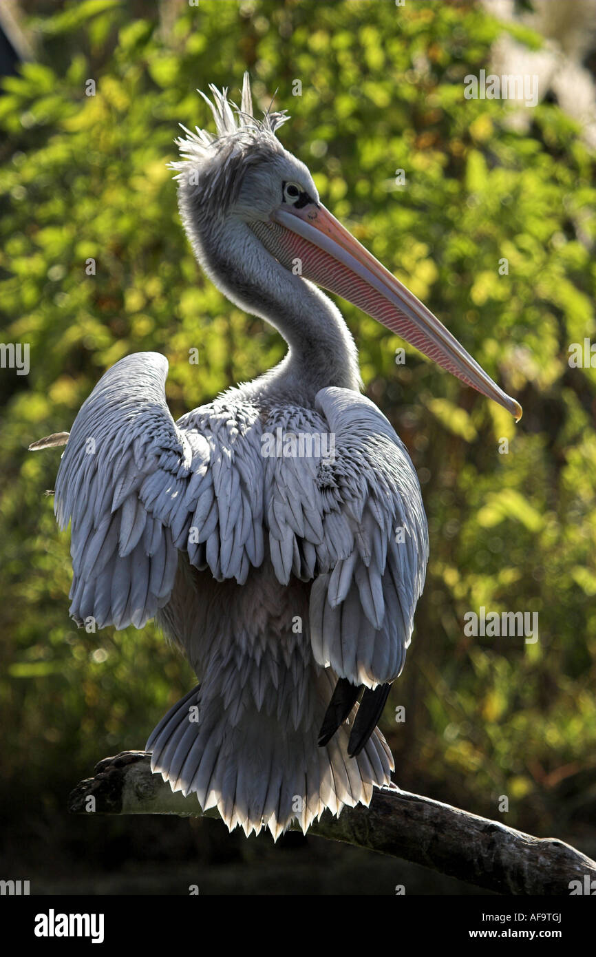 pink-backed pelican (Pelecanus rufescens), sitting on a branch Stock Photo
