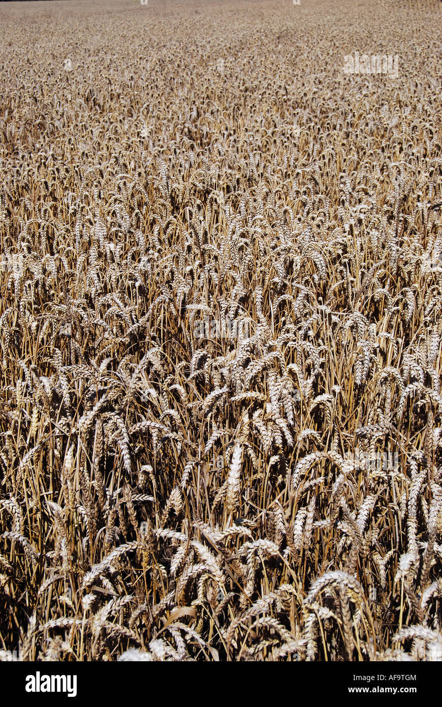 Field of barley, Berkshire, England, United Kingdom Stock Photo