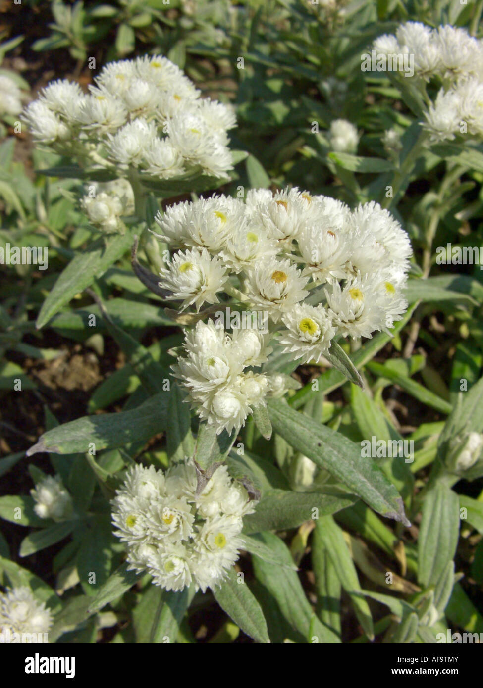 Pearly everlasting (Anaphalis triplinervis 'Sommerschnee', Anaphalis triplinervis Sommerschnee), blooming Stock Photo