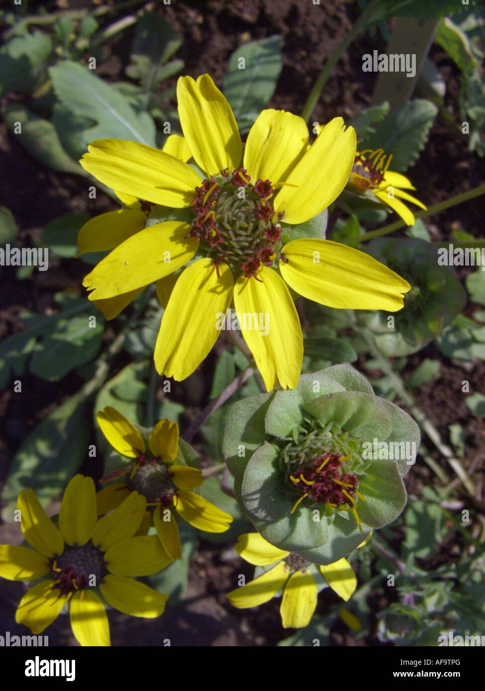 Berlandiera Lyrata Chocolate Flower Seeds - 15 Perennial Seeds, Fragrant Blooms, Georgiavines