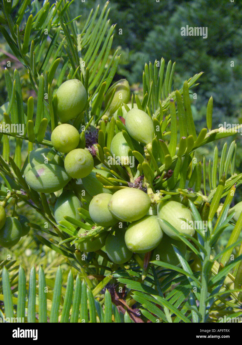 Jaoanese Plum Yew, Chinese Plum Yew (Cephalotaxus harringtonia var. drupacea), with seeds Stock Photo