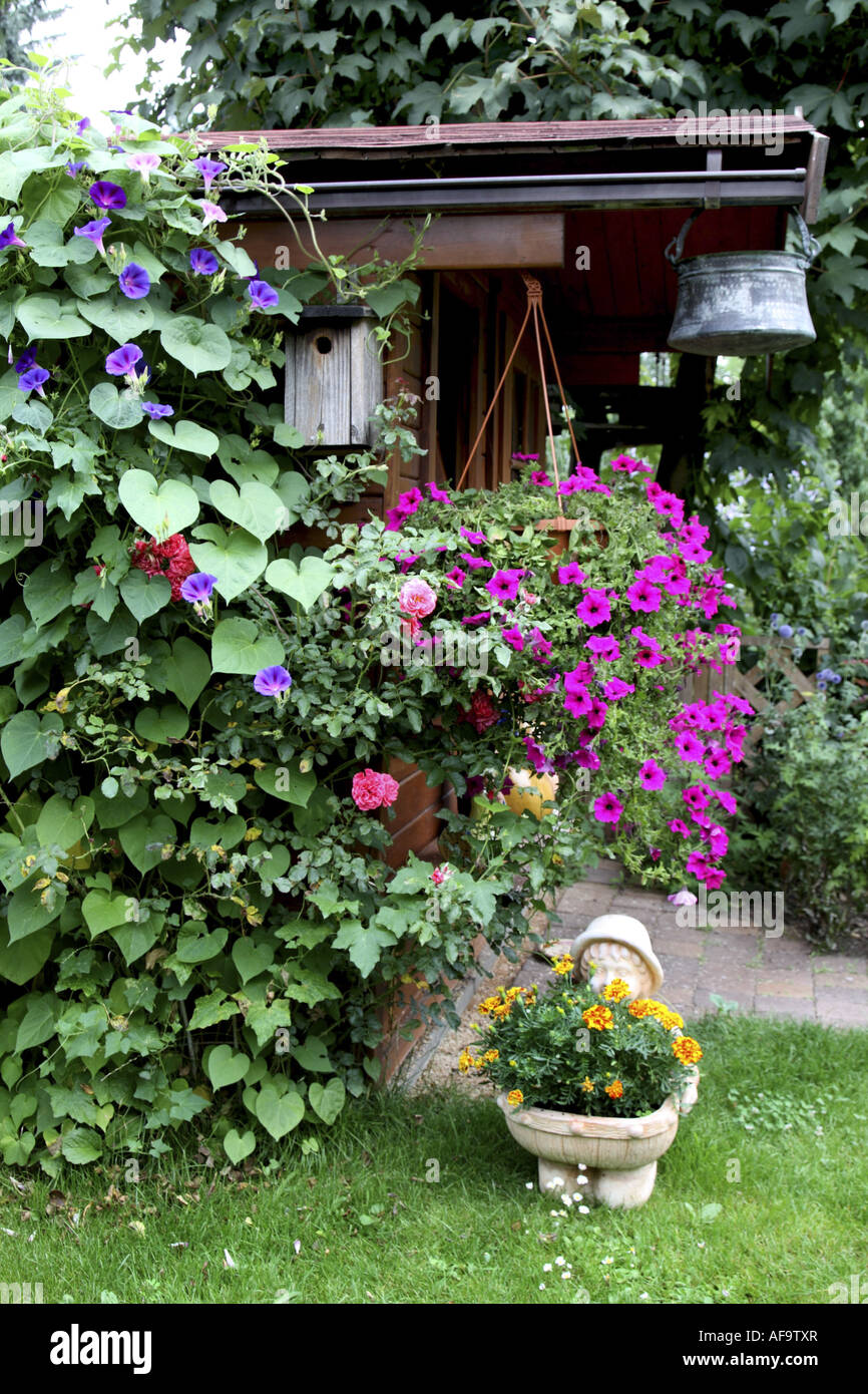 Morning glora, Petunia, Tagetes (Ipomoea tricolor, Petunia apec., Tagetes), decoration of garden with different flowers Stock Photo