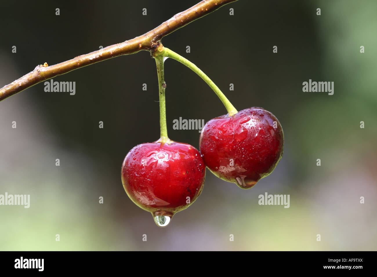 wild cherry, sweet cherry, gean, mazzard (Prunus avium), two cherries with water drops, Germany Stock Photo