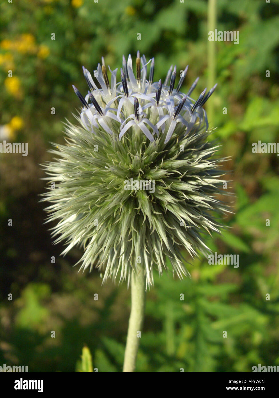 Russian globe thistle, tall globethistle (Echinops exaltatus