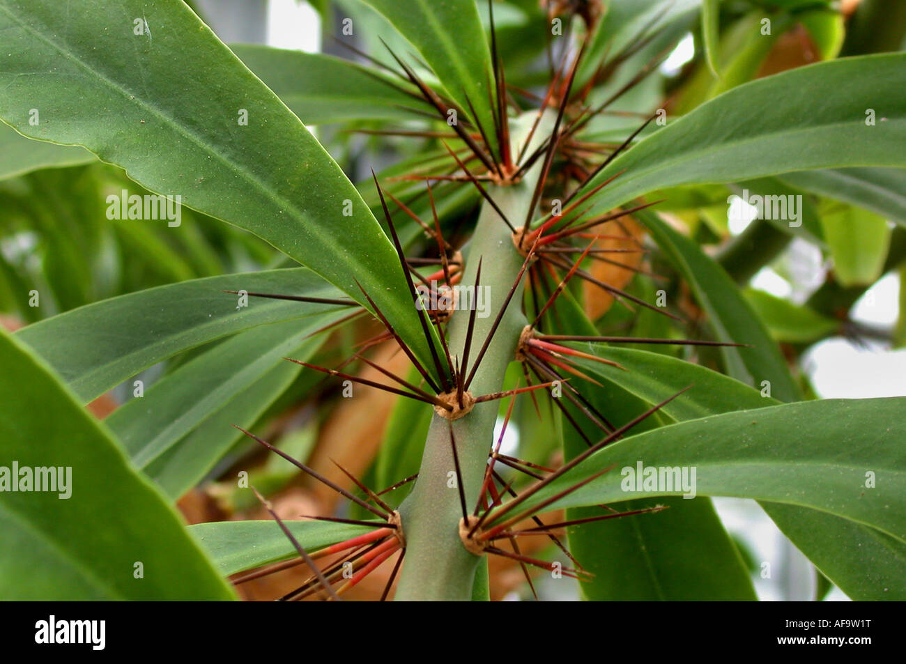 Rose Cactus (Pereskia grandifolia, Rhodocactus grandifolius), stem with  areols of spines Stock Photo - Alamy