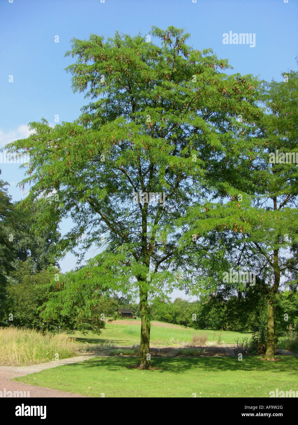 Thornless honeylocust (Gleditsia triacanthos var. inermis), single tree in a park Stock Photo