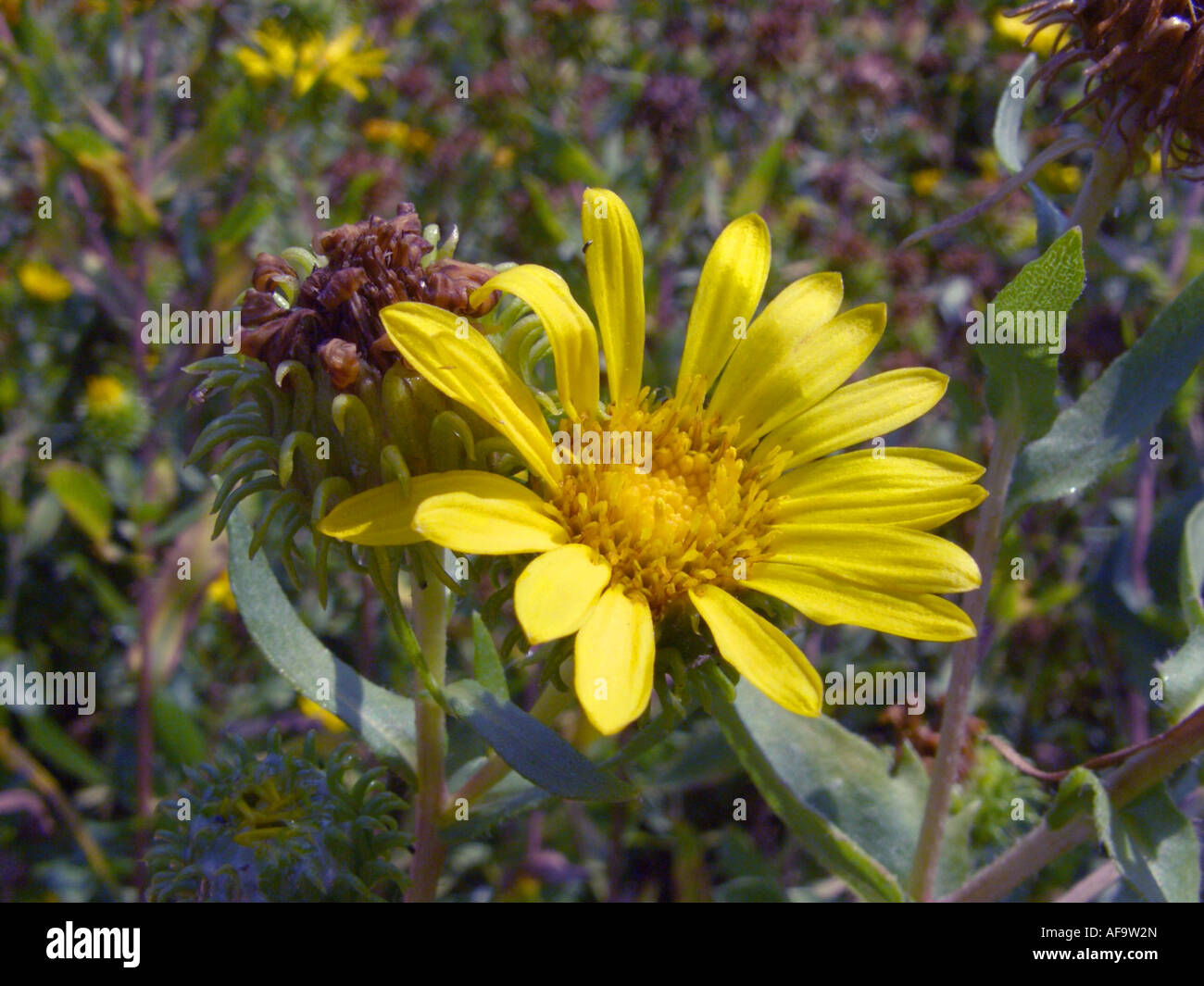 Hardy Grindelia, Scaly grindelia, Gumplant, Gumweed (Grindelia robusta), inflorescence Stock Photo