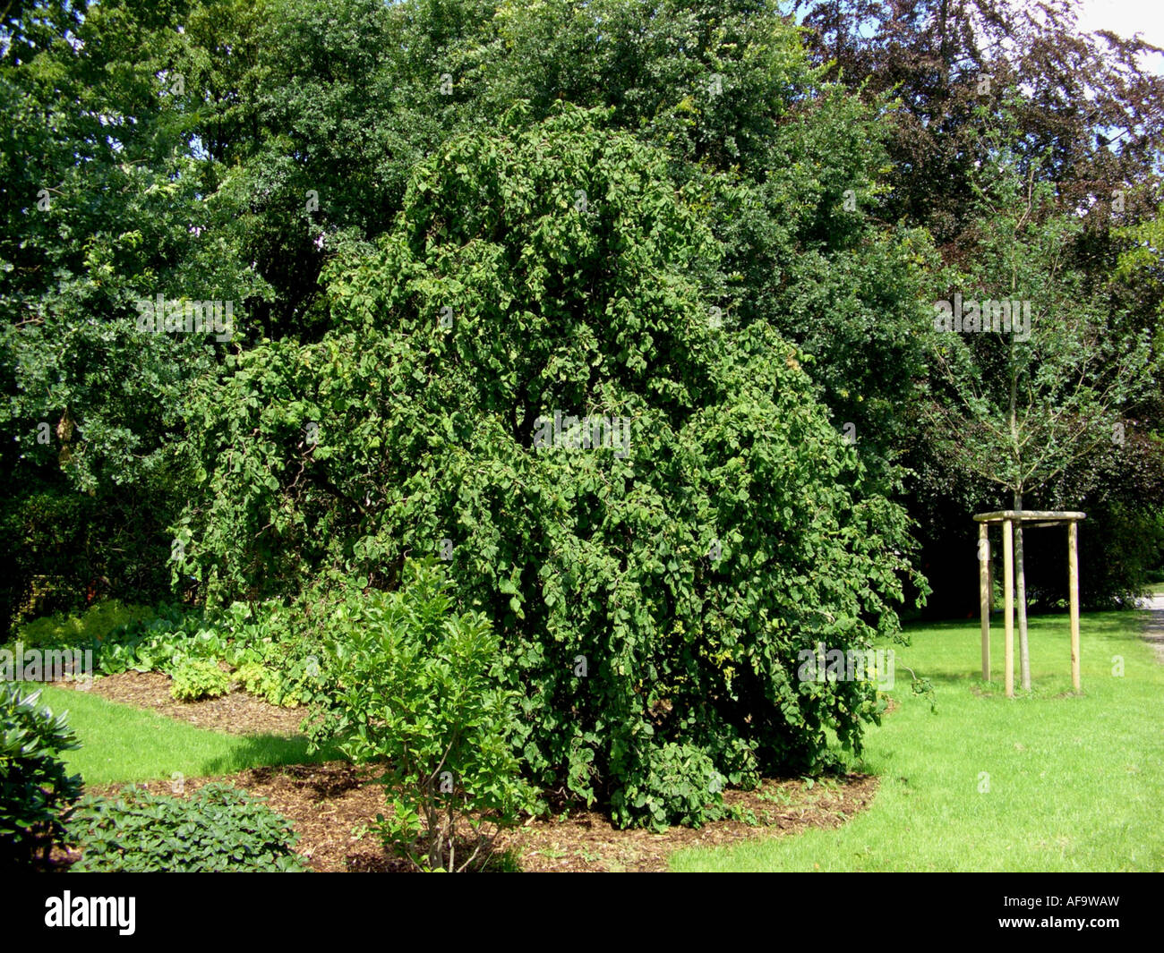 Corkscrew Hazel , Common hazel (Corylus avellana 'Contorta', Corylus