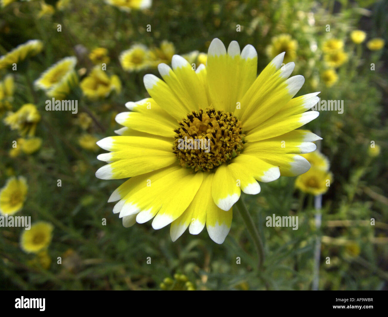 Tidytips, Tidy tip (Layia platyglossa), blooming Stock Photo