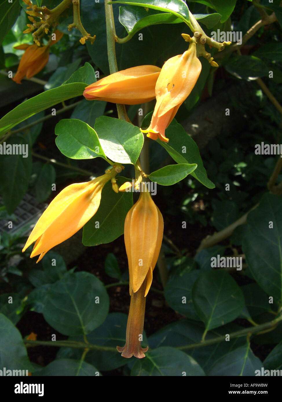 Goldfinger plant, Golf finger plant (Juanulloa mexicana, Juanulloa aurantiaca), flowers Stock Photo