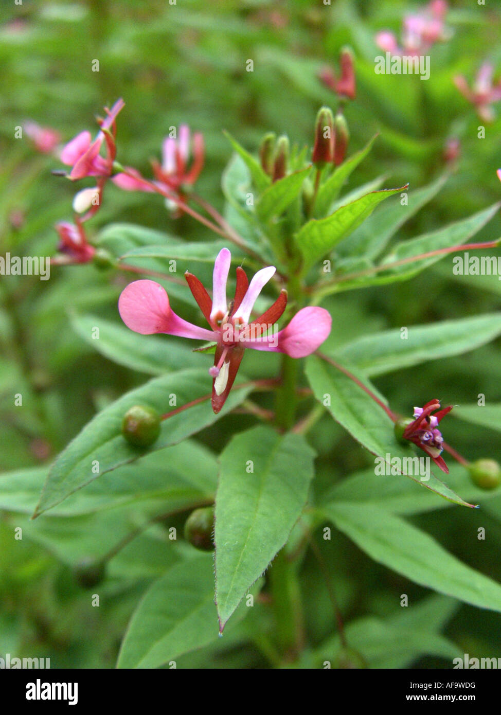 Lopezia, Mosquito Flower (Lopezia racemosa), flowers Stock Photo
