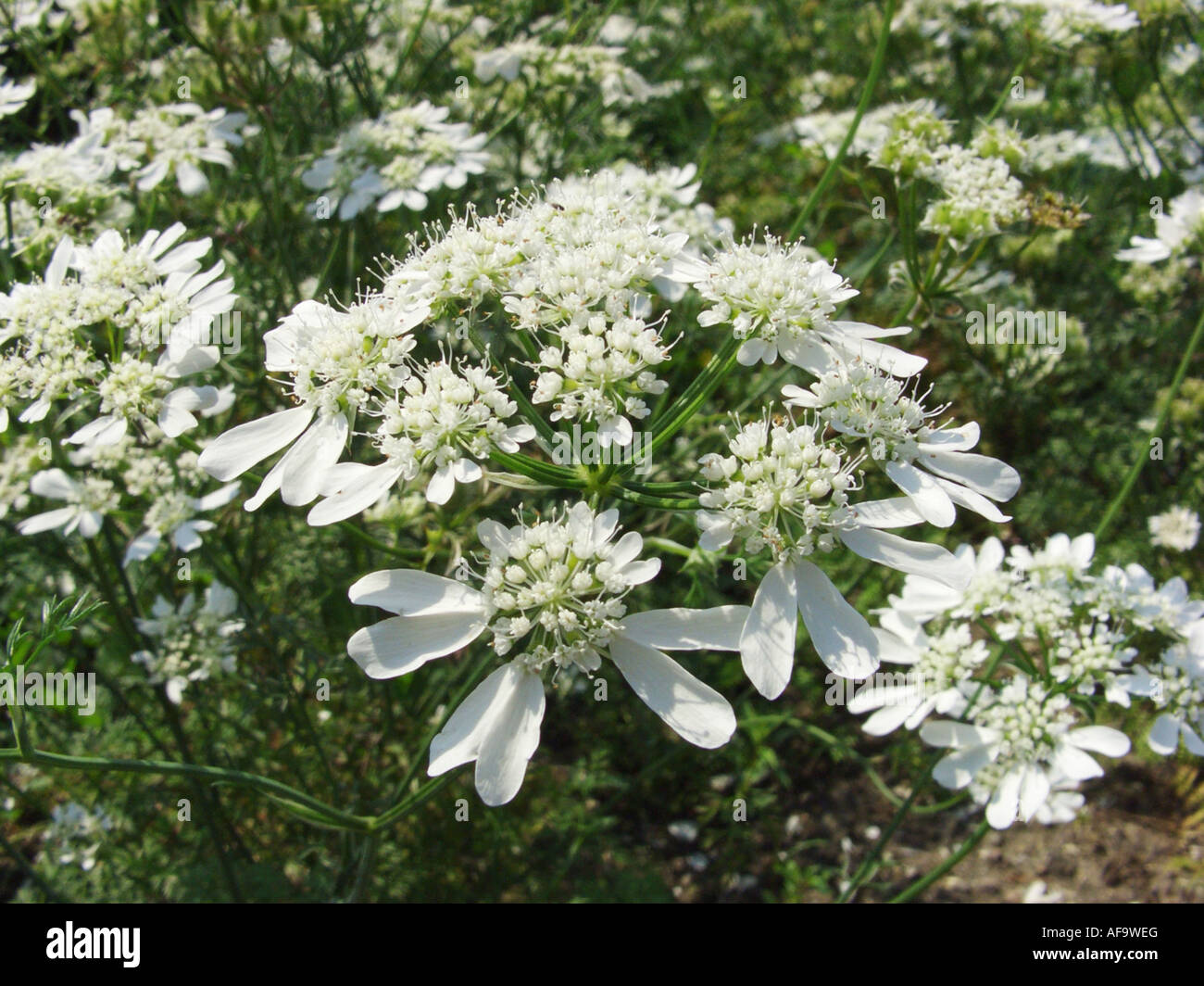 orlaya (Orlaya grandiflora), blooming, Germany Stock Photo