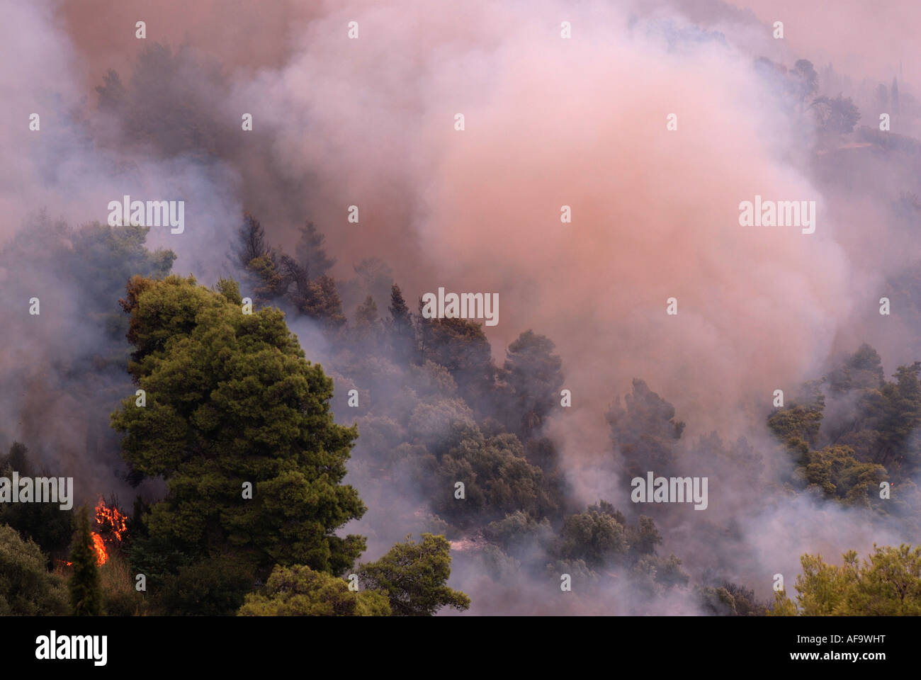 aleppo pine (Pinus halepensis), forest fires in Greece in summer 2007, Greece, Peloponnes, Olympia Stock Photo