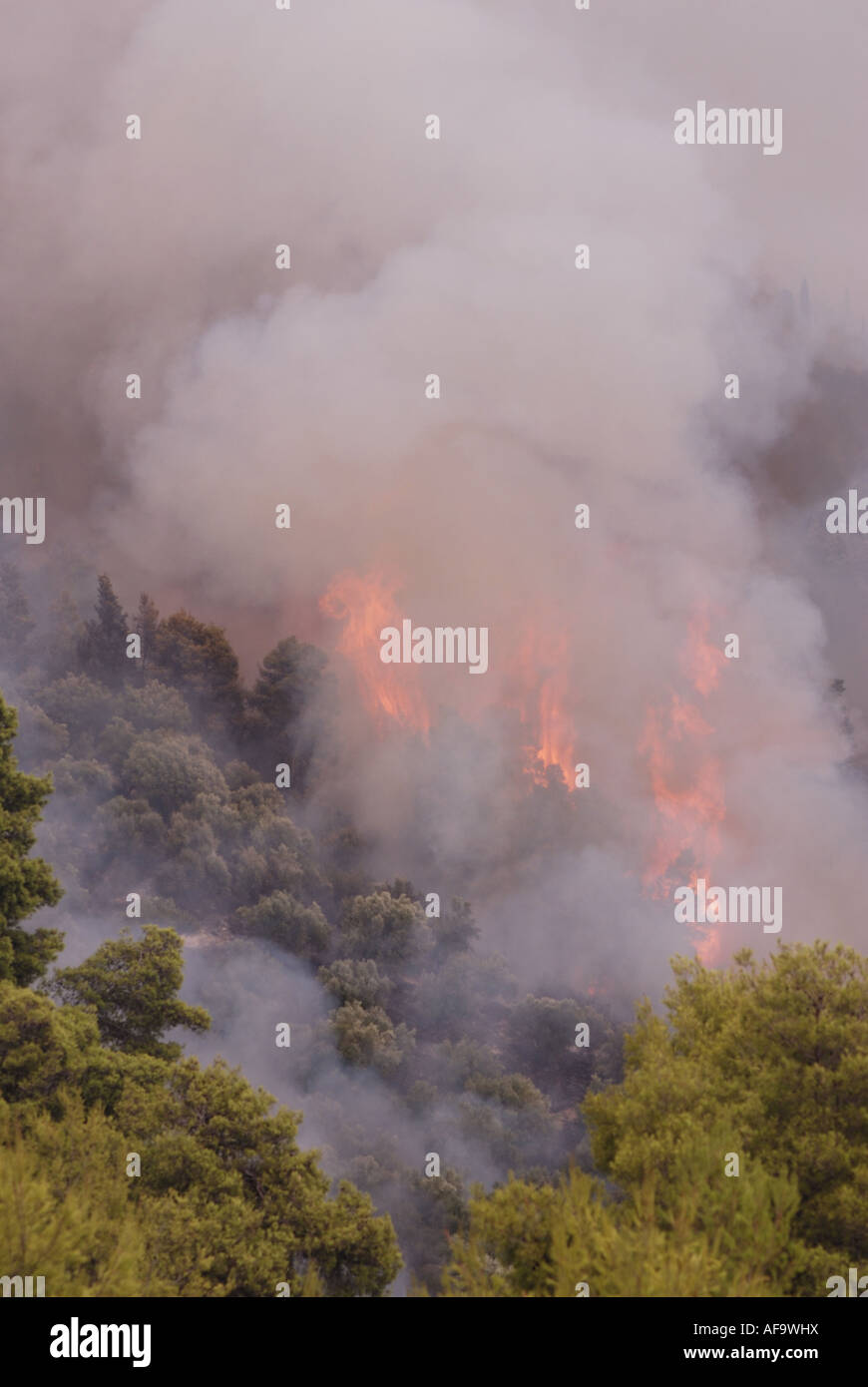 aleppo pine (Pinus halepensis), forest fires in Greece in summer 2007, Greece, Peloponnes, Olympia Stock Photo